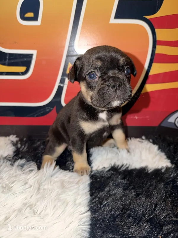 Saint  – French Bulldog puppy for sale in Slidell, LA