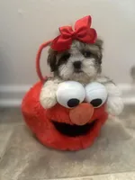 Princess, a female Shih Tzu for sale in Slidell, LA – Photo 1 of 3