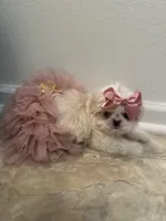 Minnie , a female Shih Tzu for sale in Slidell, LA – Photo 3 of 3