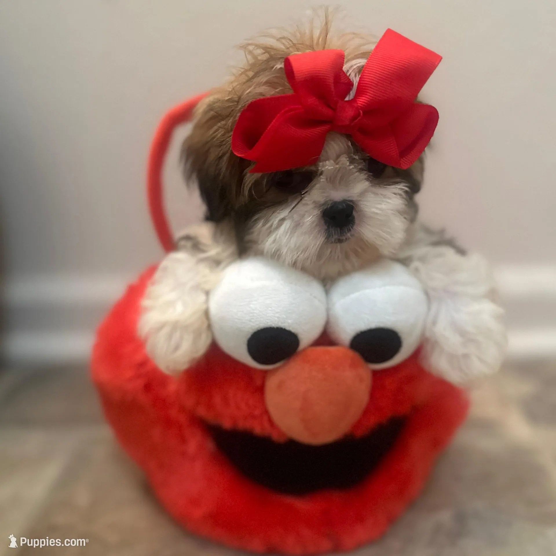 Princess, a female Shih Tzu for sale in Slidell, LA – Photo 2 of 3