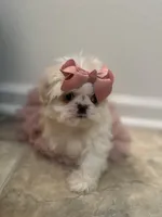 Minnie , a female Shih Tzu for sale in Slidell, LA – Photo 1 of 3