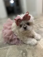 Minnie , a female Shih Tzu for sale in Slidell, LA – Photo 2 of 3