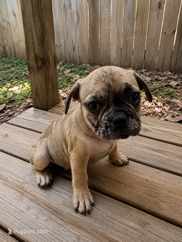 Wave  – French Bulldog puppy for sale in Slidell, LA