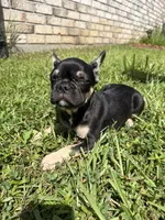 Saint , a male French Bulldog for sale in Slidell, LA – 5 of 10