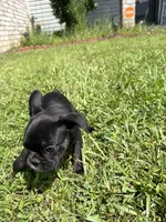 Luna, a female French Bulldog for sale in Slidell, LA – 5 of 10
