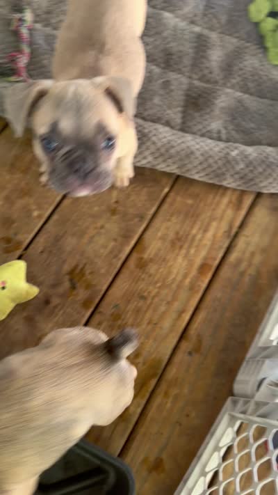 Shadow , a male French Bulldog for sale in Slidell, LA – 7 of 7