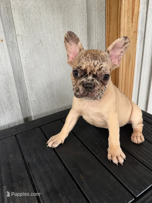 Cujo  – French Bulldog puppy for sale in Slidell, LA