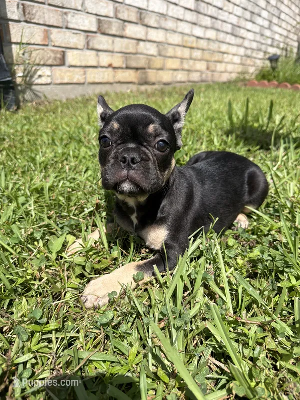 Saint  – French Bulldog puppy for sale in Slidell, LA