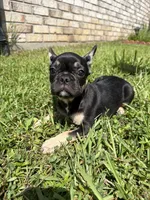 Saint , a male French Bulldog for sale in Slidell, LA – 1 of 10