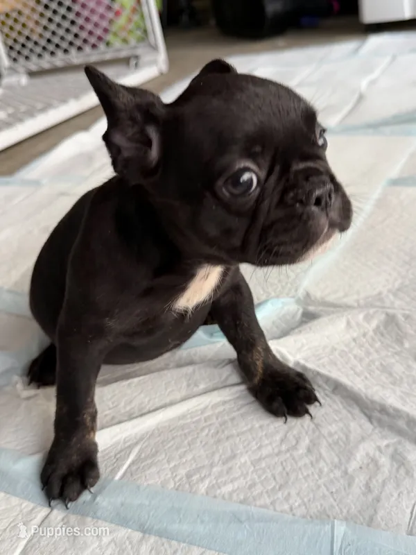 Luna – French Bulldog puppy for sale in Slidell, LA