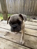 Shadow , a male French Bulldog for sale in Slidell, LA – 4 of 7