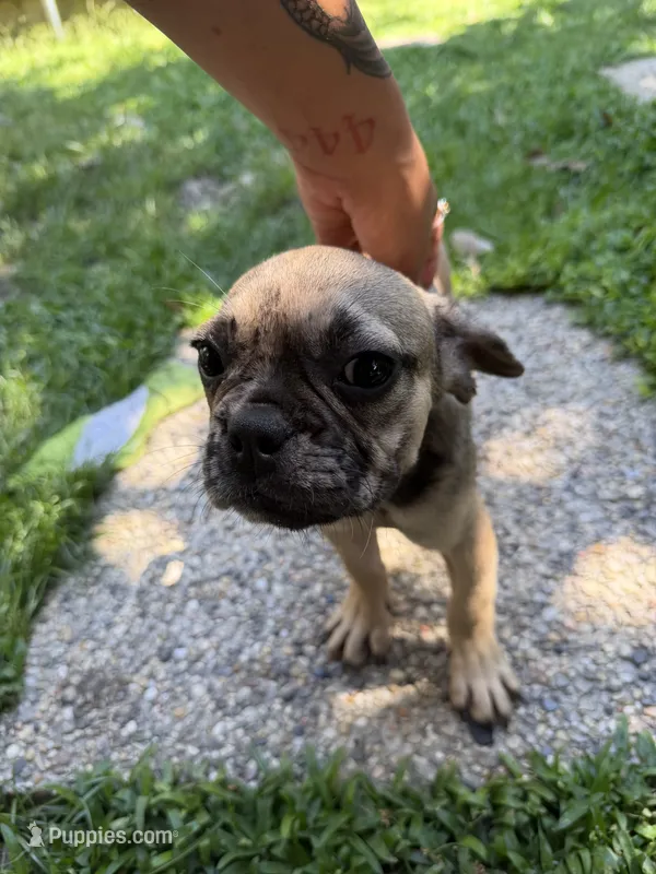 Simba – French Bulldog puppy for sale in Slidell, LA