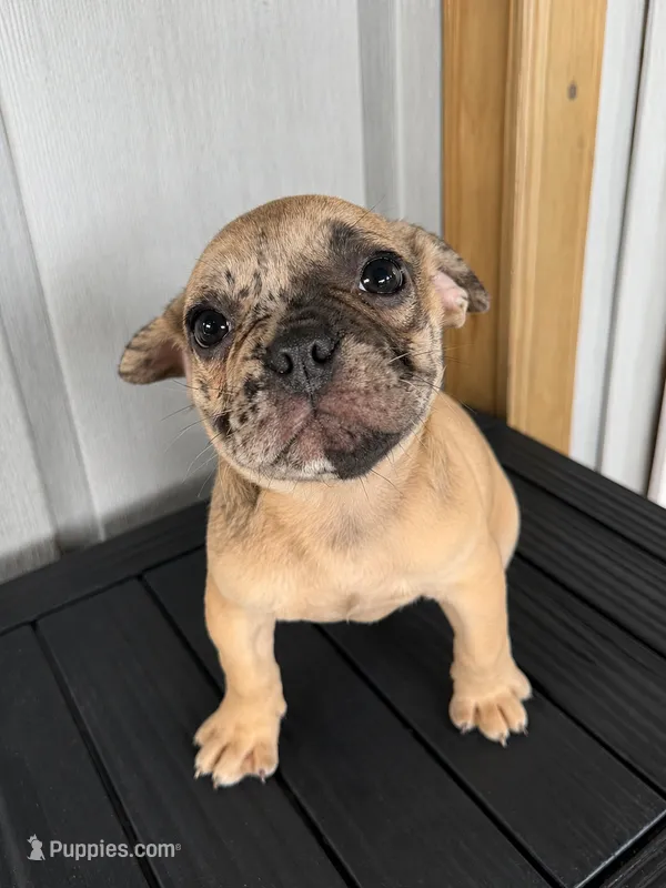Wave  – French Bulldog puppy for sale in Slidell, LA