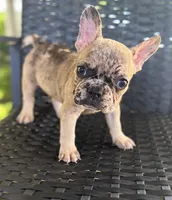 Cujo , a male French Bulldog for sale in Slidell, LA – 1 of 7