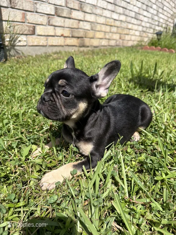 Saint  – French Bulldog puppy for sale in Slidell, LA