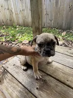 Wave , a male French Bulldog for sale in Slidell, LA – 8 of 10