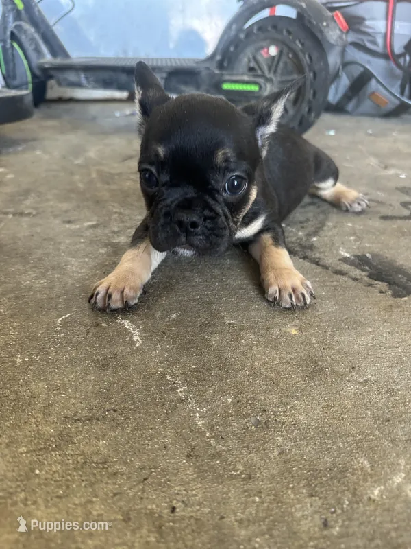 Saint  – French Bulldog puppy for sale in Slidell, LA