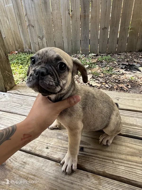 Wave  – French Bulldog puppy for sale in Slidell, LA