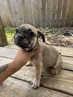 Wave , a male French Bulldog for sale in Slidell, LA – 6 of 10