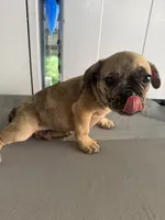 Wave , a male French Bulldog for sale in Slidell, LA – 5 of 10