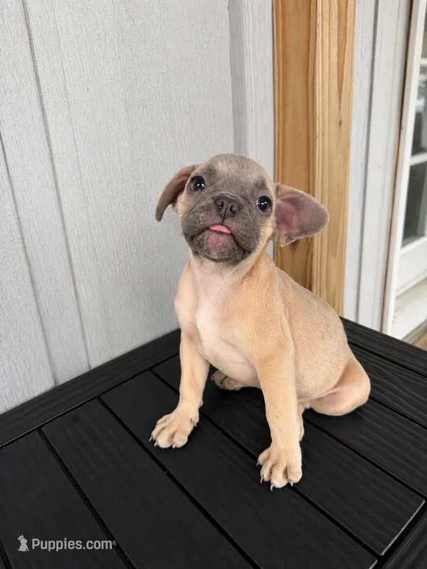 Shadow  – French Bulldog puppy for sale in Slidell, LA