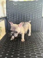 Cujo , a male French Bulldog for sale in Slidell, LA – 3 of 7
