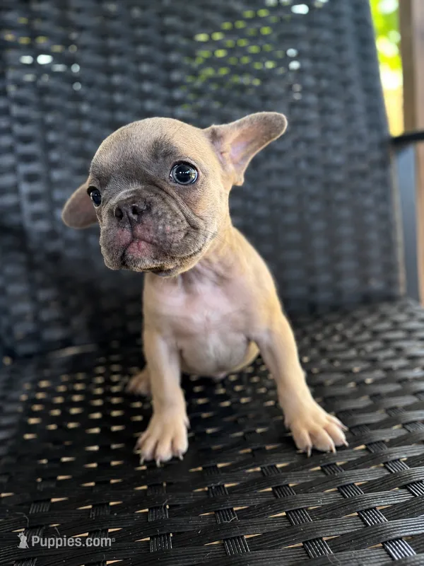 Shadow  – French Bulldog puppy for sale in Slidell, LA