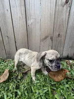 Simba, a male French Bulldog for sale in Slidell, LA – 4 of 7