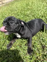 Luna, a female French Bulldog for sale in Slidell, LA – 4 of 10