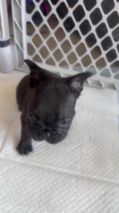 Rocko, a male French Bulldog for sale in Slidell, LA – 7 of 10
