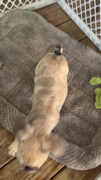 Wave , a male French Bulldog for sale in Slidell, LA – 10 of 10
