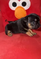 Luna, a female French Bulldog for sale in Slidell, LA – Photo 2 of 5