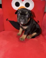 Luna, a female French Bulldog for sale in Slidell, LA – Photo 1 of 5