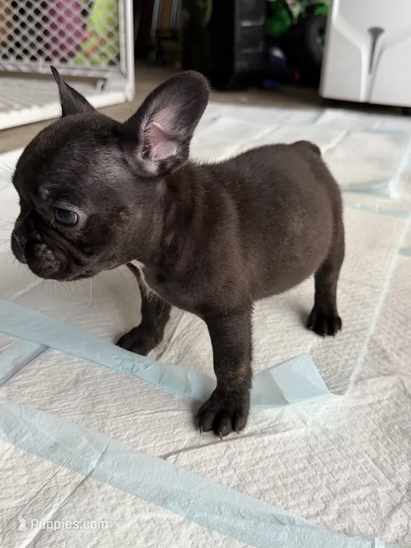 Rocko – French Bulldog puppy for sale in Slidell, LA