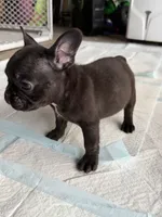Rocko, a male French Bulldog for sale in Slidell, LA – 4 of 10