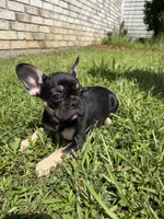 Saint , a male French Bulldog for sale in Slidell, LA – 3 of 10
