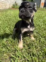 Saint , a male French Bulldog for sale in Slidell, LA – 4 of 10