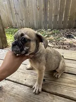 Wave , a male French Bulldog for sale in Slidell, LA – 7 of 10