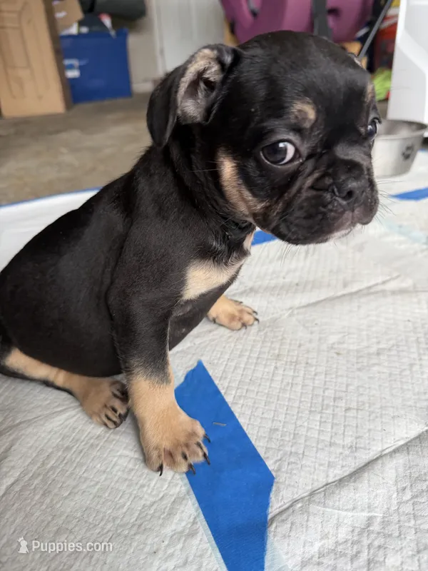 Saint  – French Bulldog puppy for sale in Slidell, LA