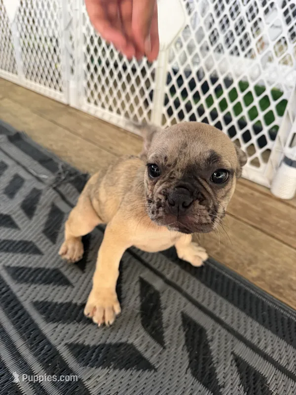Wave  – French Bulldog puppy for sale in Slidell, LA