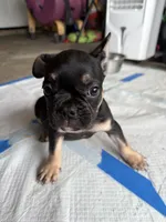 Saint , a male French Bulldog for sale in Slidell, LA – 3 of 9