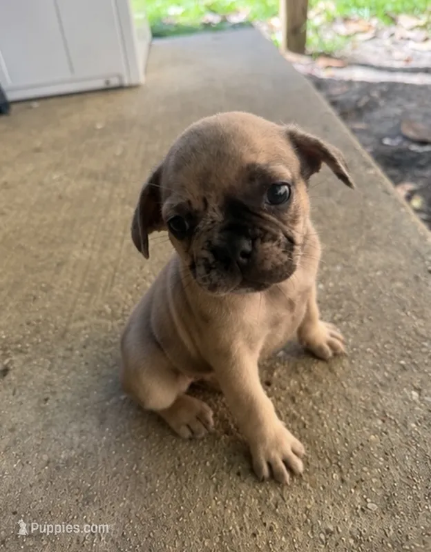 Wave  – French Bulldog puppy for sale in Slidell, LA