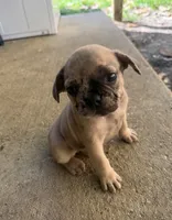 Wave , a male French Bulldog for sale in Slidell, LA – 1 of 1