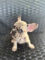 Cujo , a male French Bulldog for sale in Slidell, LA – 2 of 7