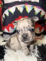Rocki , a male French Bulldog for sale in Slidell, LA – Photo 2 of 4