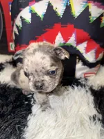 Rocki , a male French Bulldog for sale in Slidell, LA – Photo 3 of 4