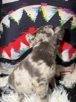 Rocki , a male French Bulldog for sale in Slidell, LA – Photo 4 of 4