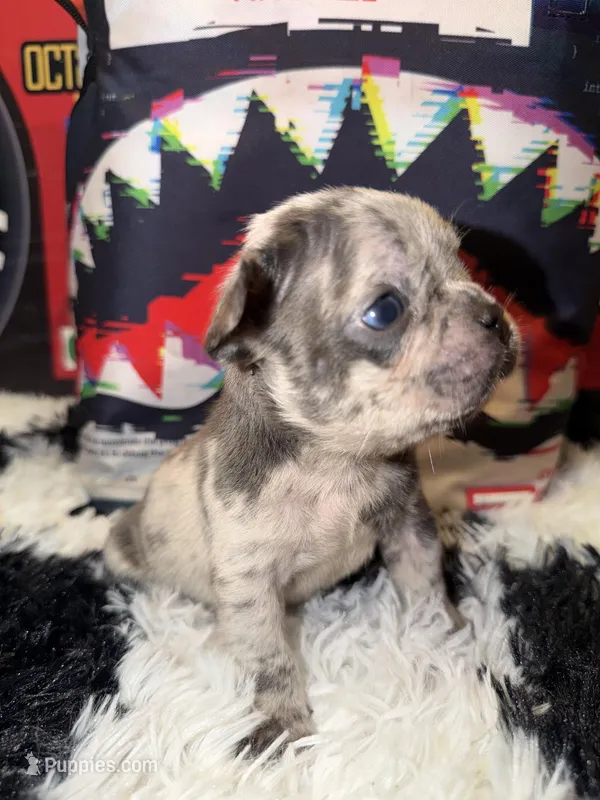 Rocki  – French Bulldog puppy for sale in Slidell, LA