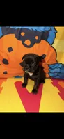 Luna, a female French Bulldog for sale in Slidell, LA – Photo 1 of 4