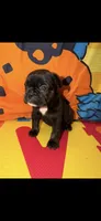 Luna, a female French Bulldog for sale in Slidell, LA – Photo 4 of 4